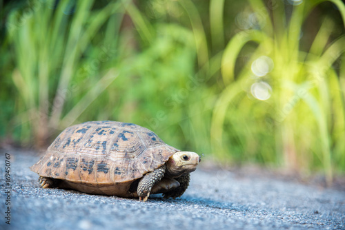 Turtle walking on tarmac rural road in Thailand. Elongated turtoise and grass bokeh background photo