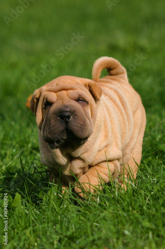Shar Pei Puppy Dog © Ricant Images