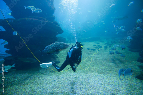 Diver with colorful exotic tropical fishes and sharks underwater in aquarium.