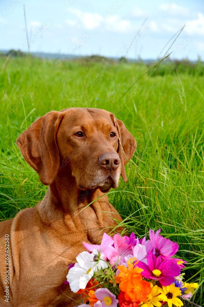 Hund mit Blumenstrauß auf einer Wiese im Sommer - Grußkarte Magyar