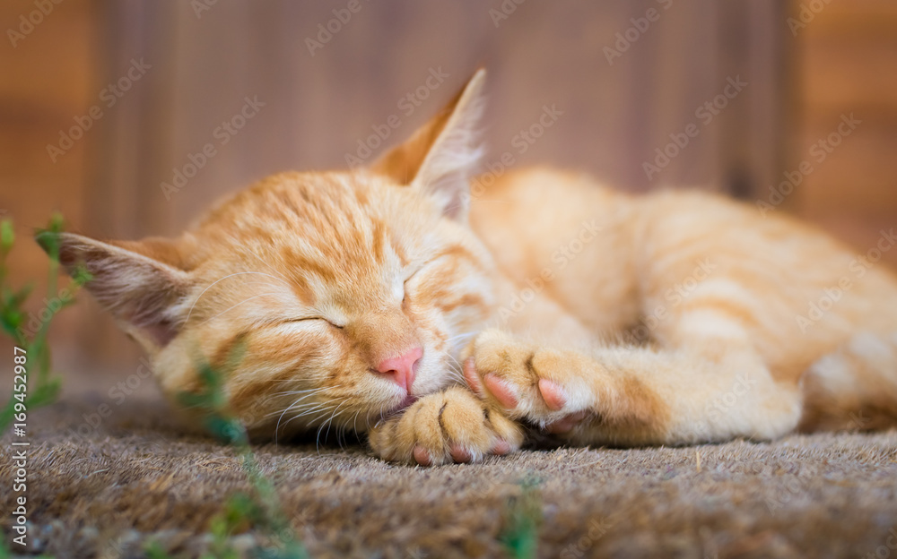 A red cat lies on the rug on the porch of the house.