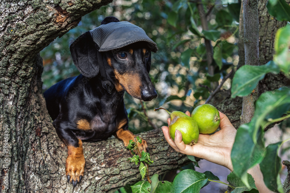 portrait of a dog (puppy) in a cap, breed dachshund black tan, in a vegetable garden looks at a hand with pears. Harvesting portrait of a dog (puppy) in a cap, breed dachshund black tan, in a vegetable garden looks at a hand with pears. Harvesting