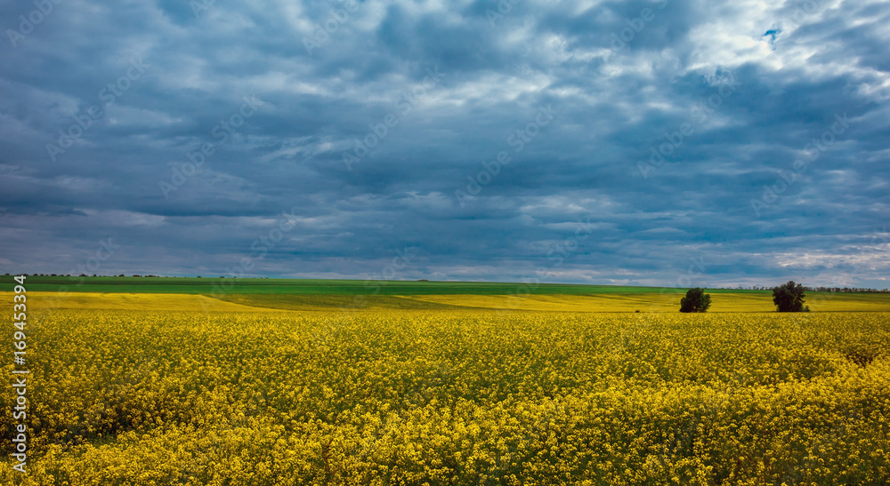 Canola field, landscape on a background of clouds. Canola biofuel.