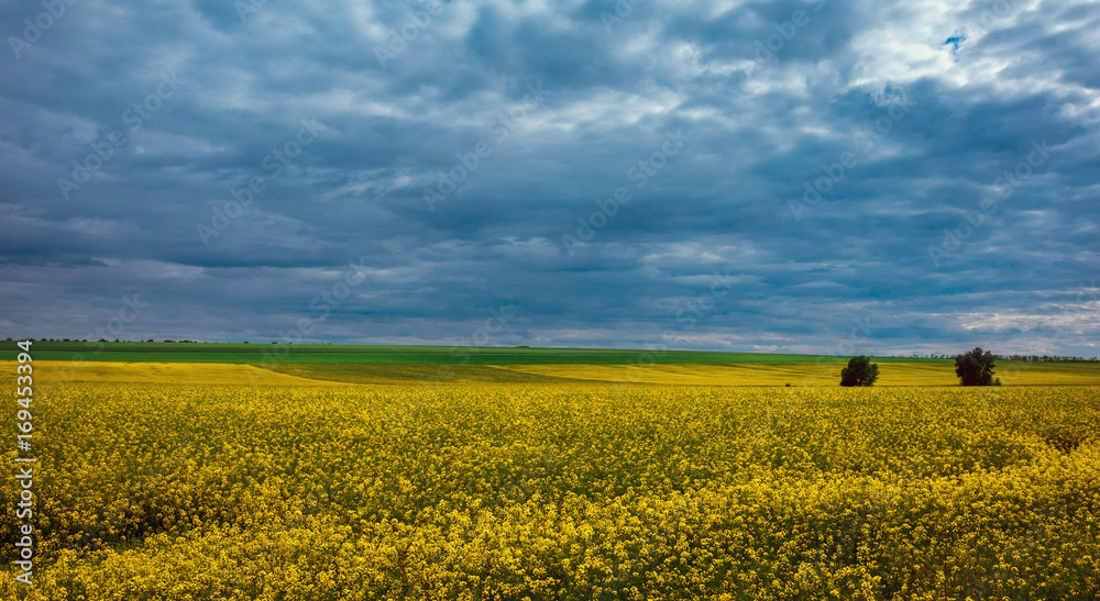 Canola field, landscape on a background of clouds. Canola biofuel. Canola field, landscape on a background of clouds. Canola biofuel.