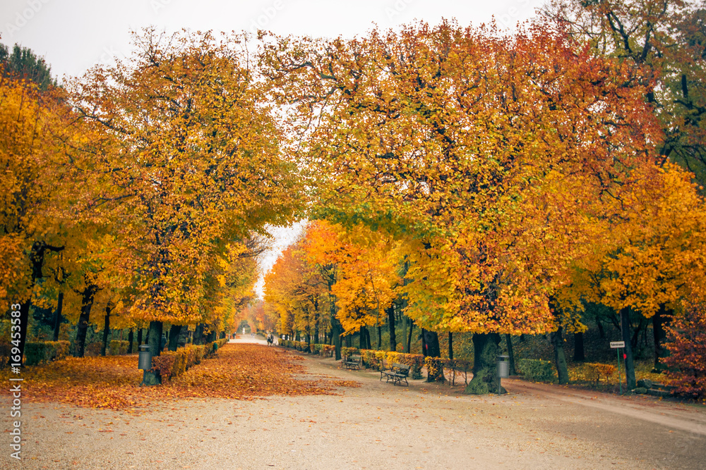 Schoenbrunn park alley with arched trees with bright bright yellow leaves