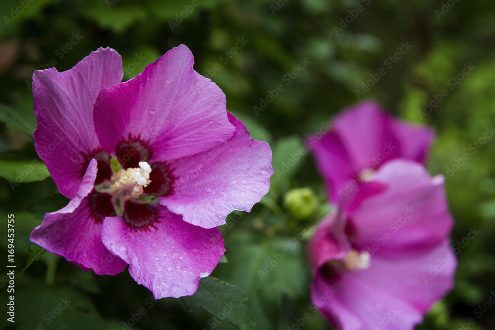 Pink Giant Rose of Sharon blooming in the summer with other blossoms in the background. Pink Giant Rose of Sharon blooming in the summer with other blossoms in the background.