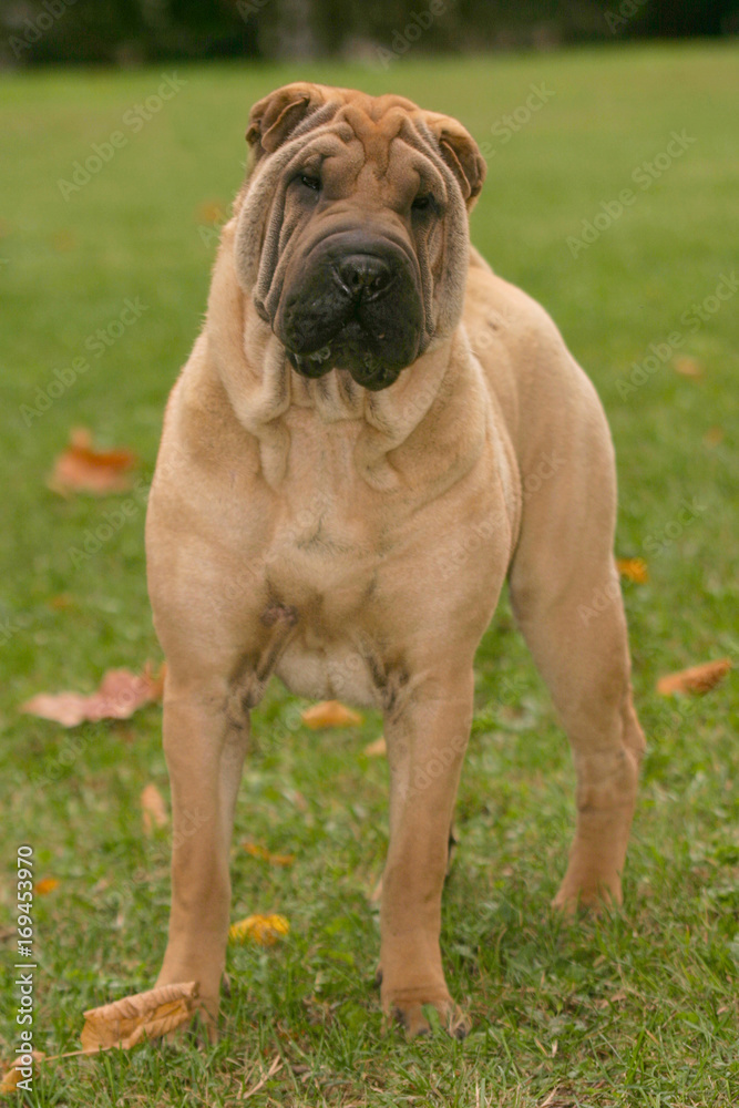 Shar Pei Dog