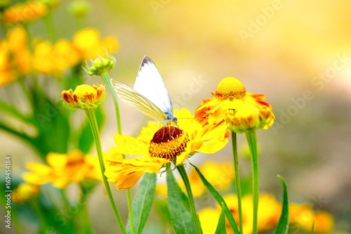 Grußkarte - Schmetterling auf Blüte © S.H.exclusiv