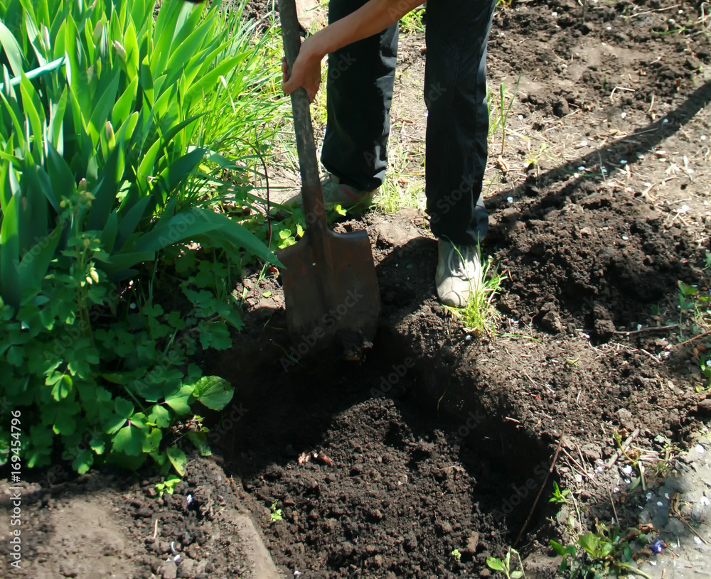 Fototapeta premium with a spade digs a large pit for planting a tree