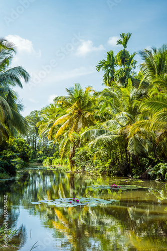 Lush tropical swamp in Sri Lanka. Water pond with water lillies and palms on the bank.