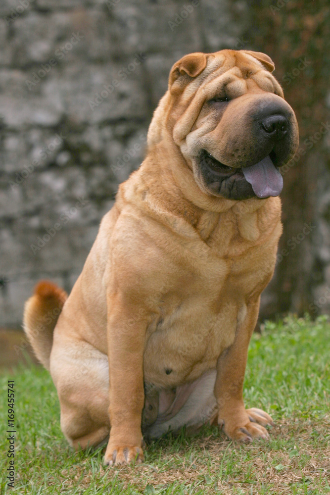 Shar Pei Dog