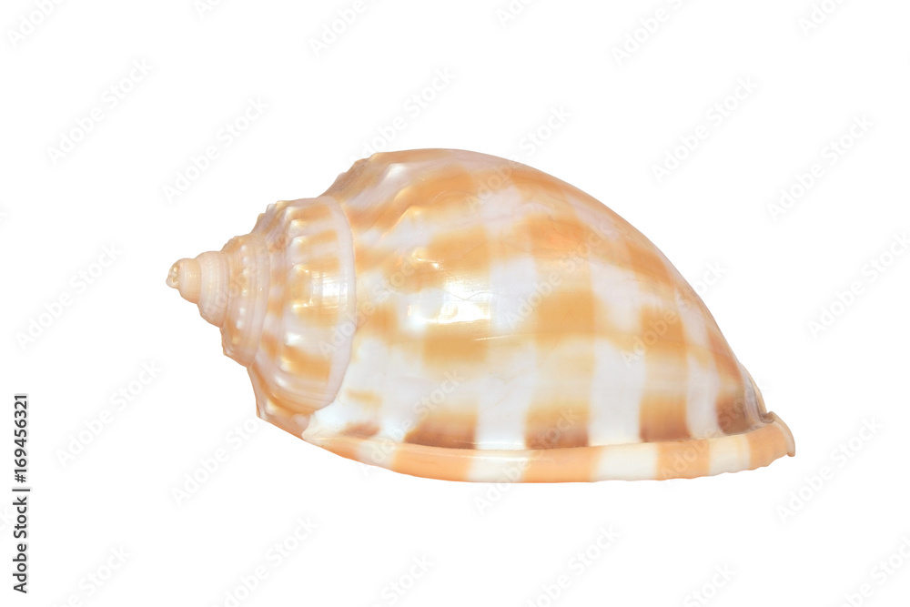 Shell marine mollusk isolated on a white background Shell marine mollusk isolated on a white background