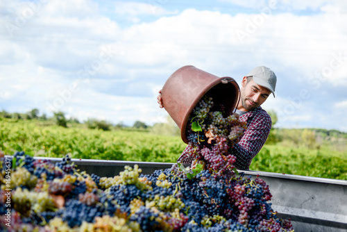 handsome young man winemaker in his vineyard during wine harvest emptying a grape bucket in tractor trailer photo