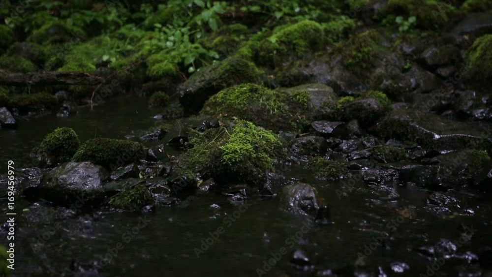 beautiful creek in the rain with stones covered with green moss
beautiful creek in the rain with stones covered with green moss