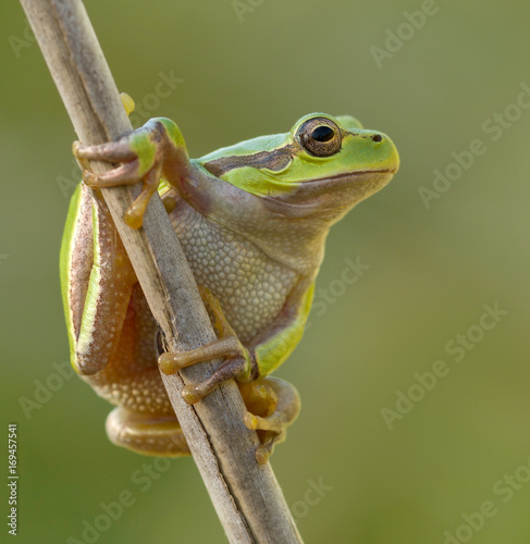 Green Tree Frog on a reed leaf (Hyla arborea)