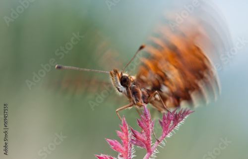 Boloria dia butterfly flying up from plant in nature photo