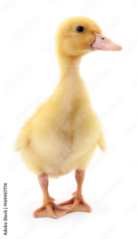 One yellow duckling. One yellow duckling.