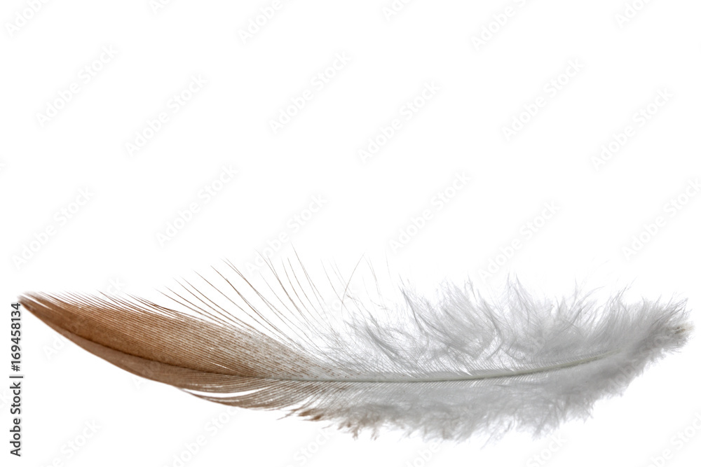Feather bird , isolated on white background