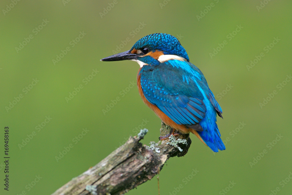 Kingfischer on a branch 28