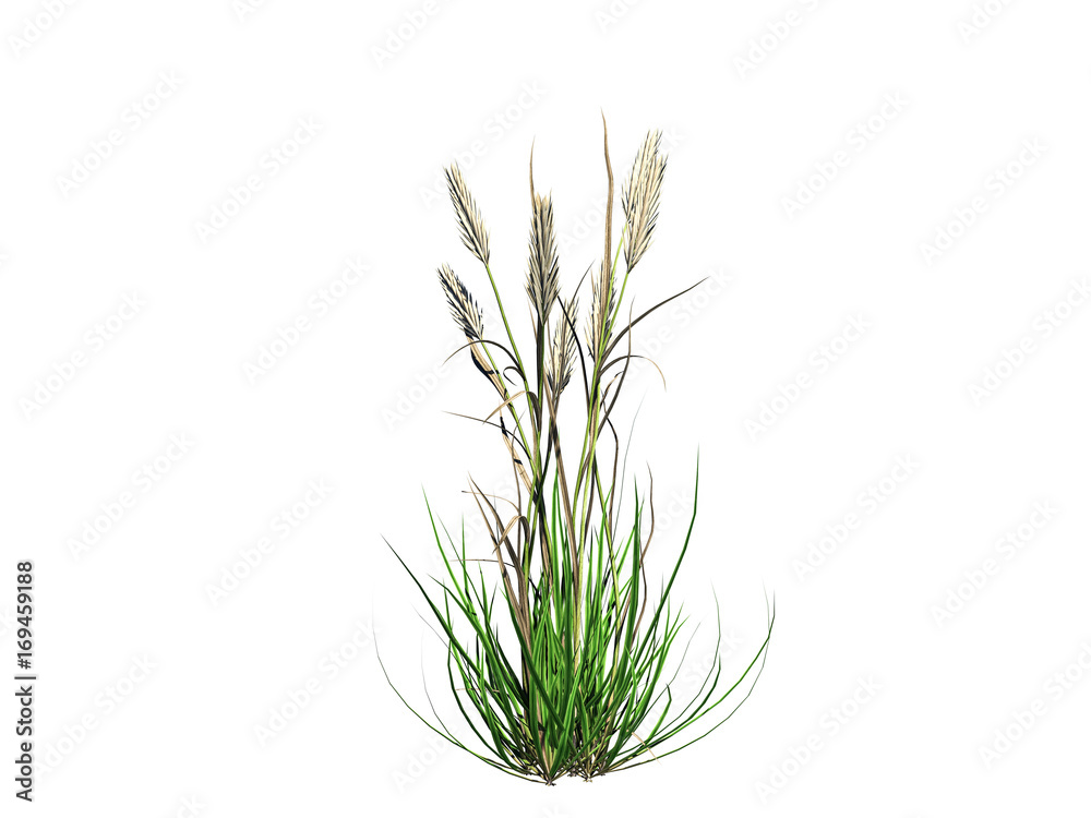 Fototapeta premium 3d rendering of flower bush isolated on white can be used for foreground design