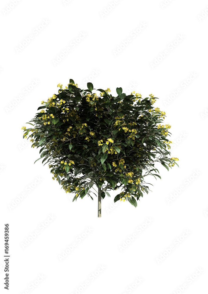 3d rendering of a realistic green tree isolated on white