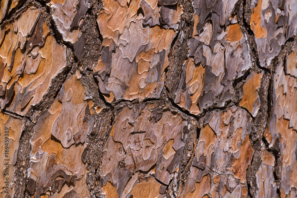 Texture of pine tree bark