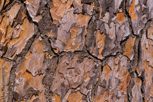 Texture of pine tree bark