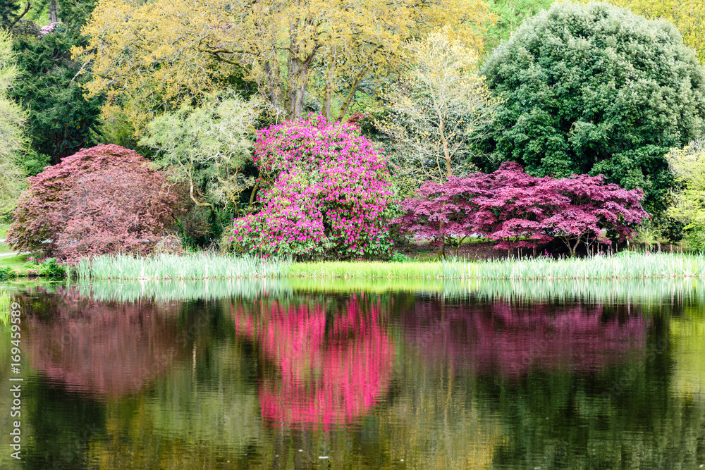 Pink rhododendron and purple Japanese acers reflected in the surface of a large lake in a beautiful garden