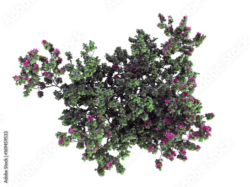 3d rendering of a realistic green top view flower bush isolated on white