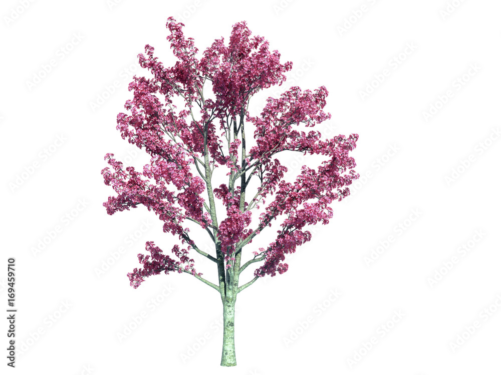 Obraz premium 3d rendering of a realistic green tree isolated on white