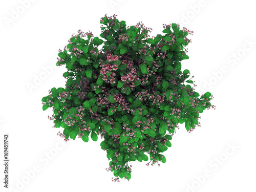 3d rendering of a realistic green top view tree isolated on white