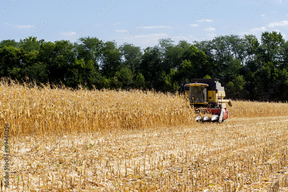 Fototapeta premium Harvesting corn