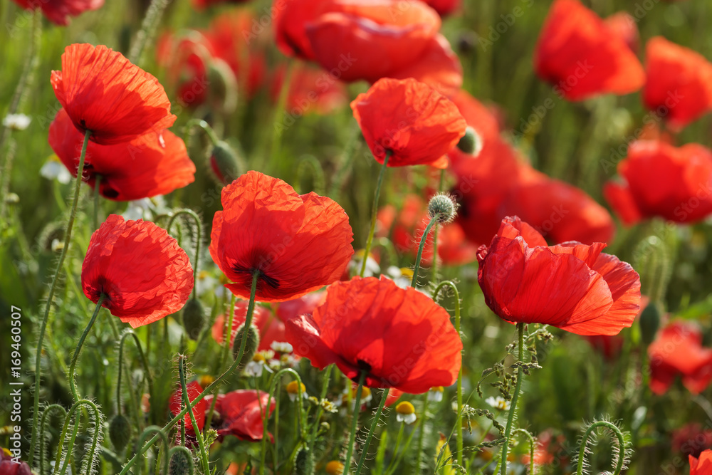 Obraz premium Mohnfeld mit Blüten des Klatschmohns (Papaver rhoeas) im Gegenlicht