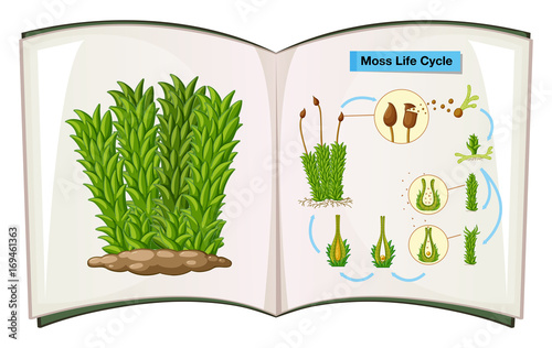 Book showing life cycle of moss