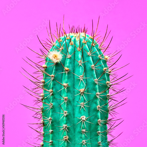 Obraz na płótnie Projektowanie mody Cactus. Minimalna moda Stillife. Modne, jasne kolory. Zielony Neonowy Kaktusowy nastrój na Różowym tle