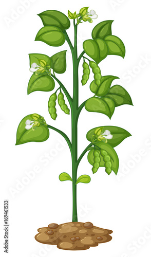 Green pea on the plant