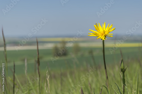 Meadow landscape with a flower detail