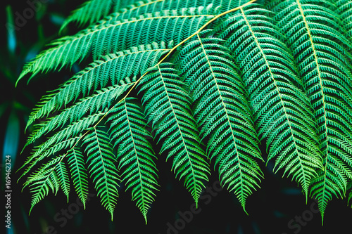Fern leaves texture on dark background