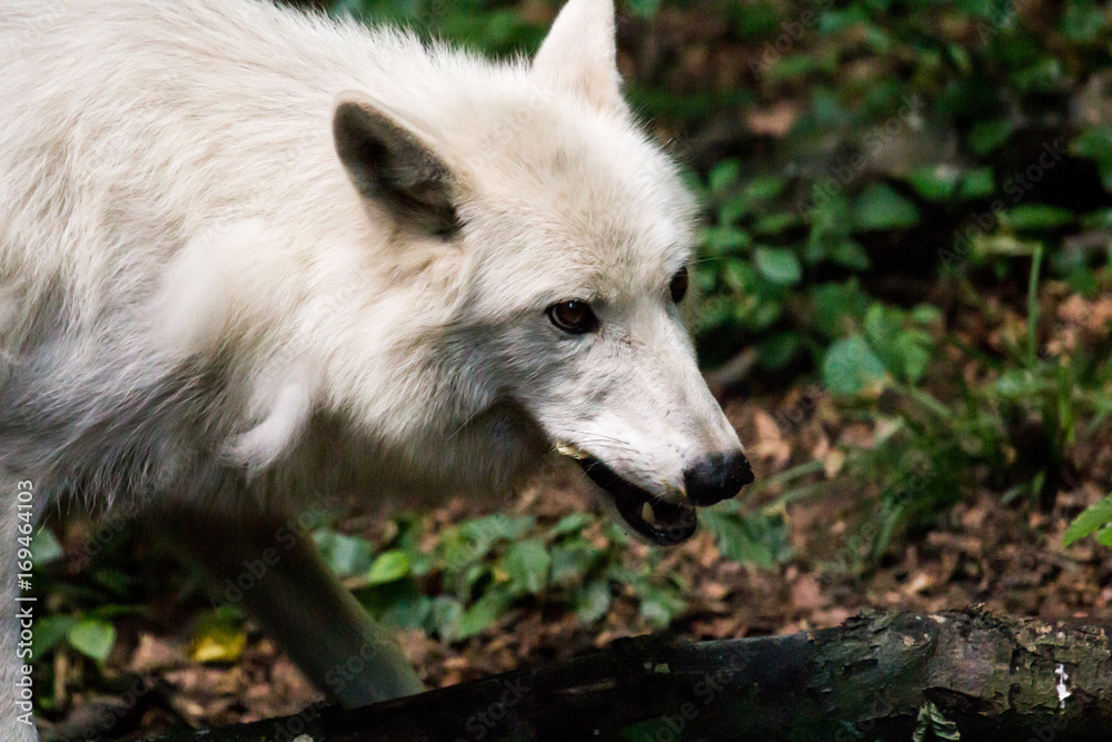 Obraz premium White wolf