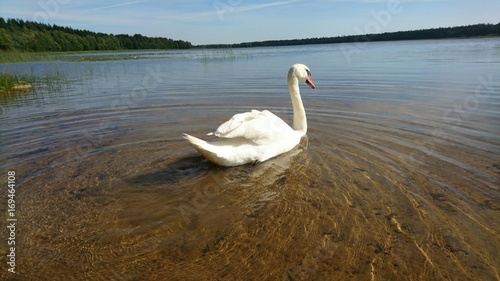 Swimming swan to lake from shore