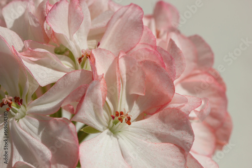 Fototapeta Naklejka Na Ścianę i Meble -  Closeup of White Pelargonium Flower with Red Speckles and Rim