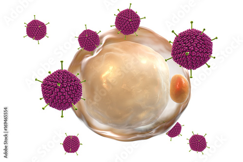 Adenoviruses and fat cell, conceptual image, 3D illustration. Adenovirus 36 is supposed to be the etiological factor of obesity photo