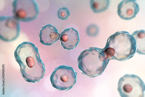 Wall Mural Dividing cells on colorful background, 3D illustration