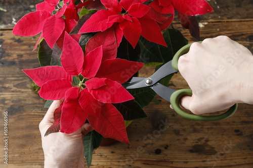 Obraz na płótnie How to make christmas table decoration with red poinsettia flower and moss ball