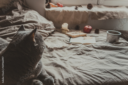 Cozy home. Cute gray cat sitting in bed by the window. With copy space