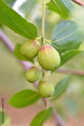 Wallpaper Mural Jojoba green plant Torontodigital.ca