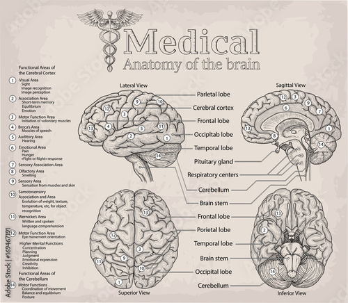 Medical anatomy of human Brain. Medicine, Vector illustration poster. Anatomical Medical study info graphics banner for education. Functional areas of cerebral cortex, named lobe parts