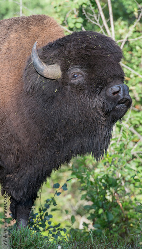 Bison portrait