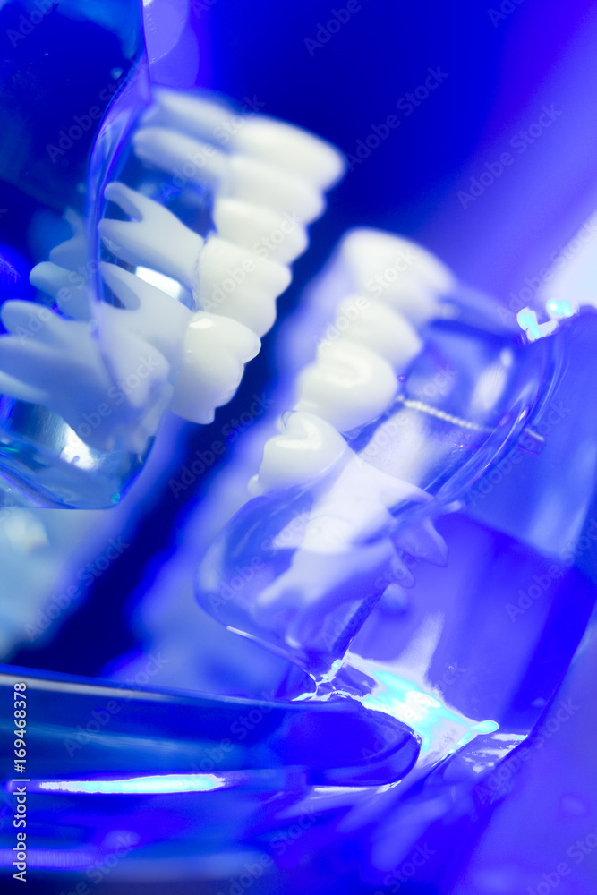 Dental teeth clinical model Dental teeth clinical model