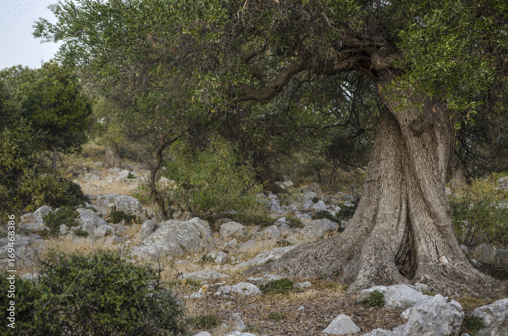 olive tree olive tree